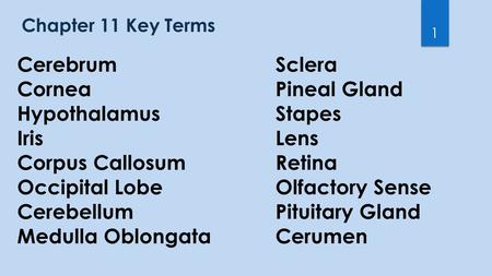 Chapter 11 Key Terms 1 CerebrumSclera CorneaPineal Gland HypothalamusStapes IrisLens Corpus CallosumRetina Occipital LobeOlfactory Sense CerebellumPituitary.