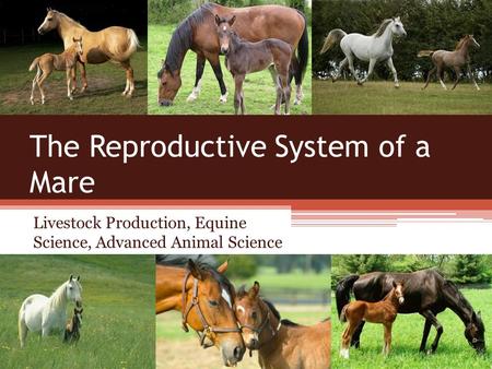 The Reproductive System of a Mare