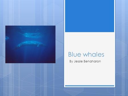 Blue whales By Jessie Benaharon.