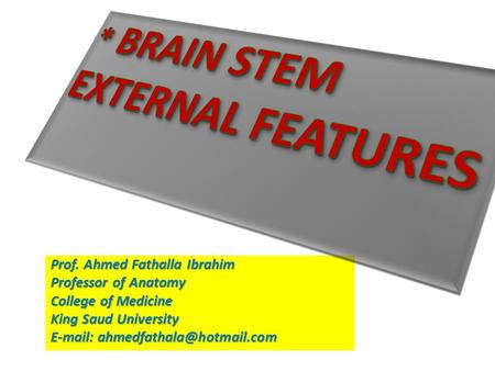 * BRAIN STEM EXTERNAL FEATURES