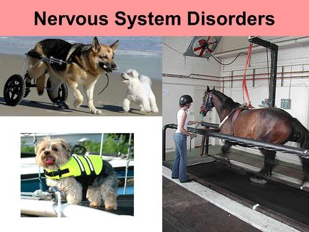 Nervous System Disorders. Fetal Alcohol Spectrum Disorder Fetal Alcohol Spectrum (FAS) is used to describe a broad range of effects associated with alcohol.