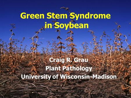 Green Stem Syndrome in Soybean