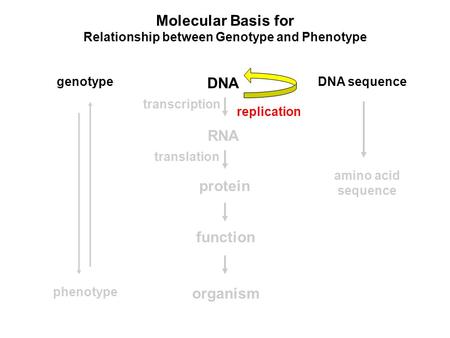 Relationship between Genotype and Phenotype