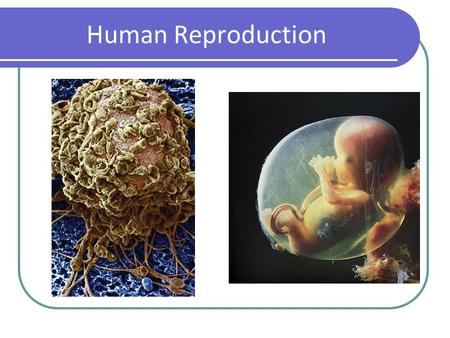 Human Reproduction.