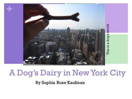 A Dog’s Dairy in New York City