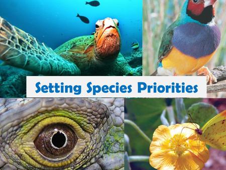 Setting Species Priorities. Purpose: The purpose of this activity is to get you to think like a conservation biologist by setting conservation priorities.