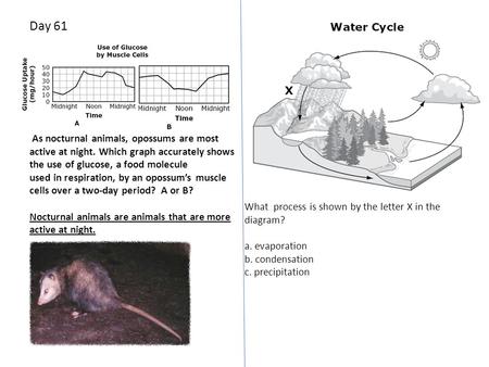 Day 61 As nocturnal animals, opossums are most active at night. Which graph accurately shows the use of glucose, a food molecule used in respiration, by.