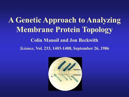 A Genetic Approach to Analyzing Membrane Protein Topology Colin Manoil and Jon Beckwith Science, Vol. 233, 1403-1408, September 26, 1986.