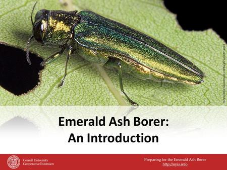 Preparing for the Emerald Ash Borer  Emerald Ash Borer: An Introduction David Cappaert, Michigan State University, bugwood.org.