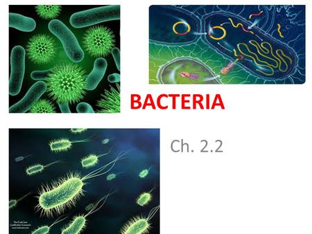 BACTERIA Ch. 2.2. Anton van Leeuwenhoek I. The Bacterial Cell A. Anton _van_ _Leeuwenhoek_ first discovered bacteria by accident. He made _microscopes_.