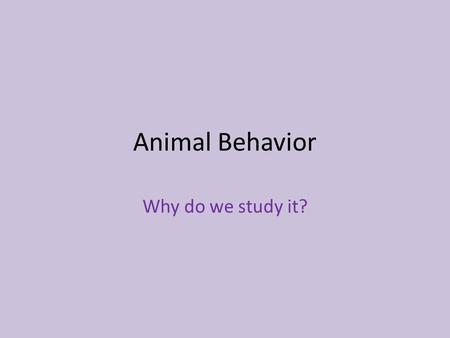 Animal Behavior Why do we study it?. What is Animal Behavior? Animal behavior is the scientific study of everything animals do, whether the animals are.