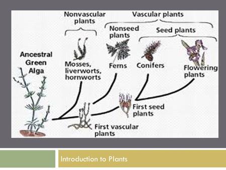 Introduction to Plants