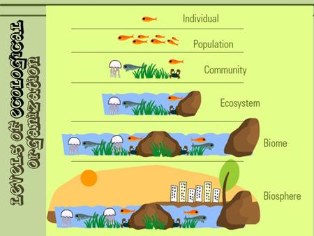 Levels of ecological organization