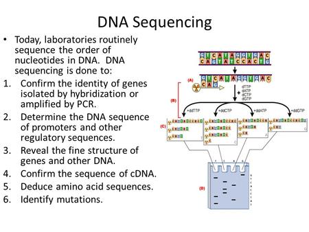 DNA Sequencing Today, laboratories routinely sequence the order of nucleotides in DNA. DNA sequencing is done to: Confirm the identity of genes isolated.