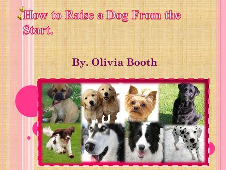 By. Olivia Booth T ABLE OF C ONTENTS Page 3- Choosing the right dog for you Question List. Page 4- Choosing the right dog for you Page 5- Choosing the.