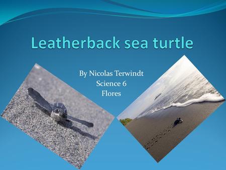 Leatherback sea turtle