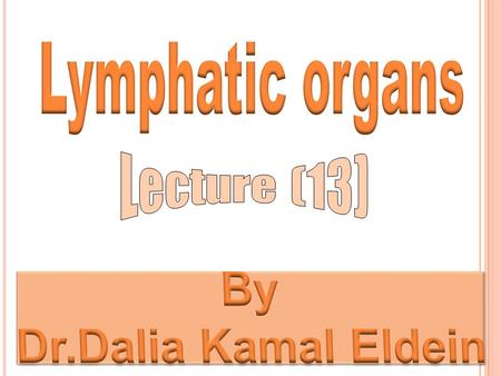 Primary lymphoid organs Secondary lymphoid organs Secondary lymphoid organs Bone marrow Thymus Lymph node Spleen Tonsils.