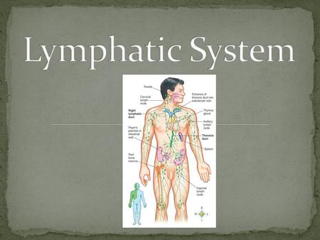 Lymphatic System.