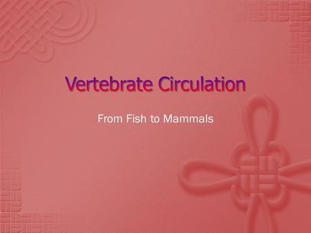 From Fish to Mammals. Fish  One way  Sinus venosus to atrium to ventricle to conus arteriosus to gills to tissues back to the SV. 