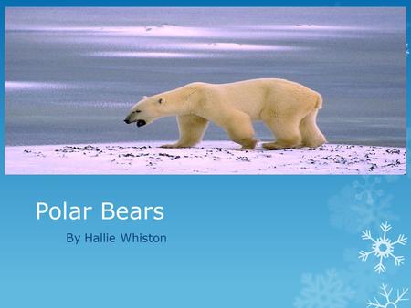 Polar Bears By Hallie Whiston.