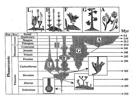 Darwin called the evolution of the Angiosperms a