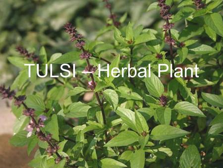 TULSI – Herbal Plant. Name ‘Tulsi' connotes the incomparable one. Dark or Shyama tulsi and light or Rama tulsi are the two main varieties, the former.