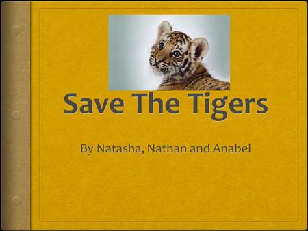 Tigers are in danger of becoming extinct Tigers have decreased by 95% in the wild over the last 100 years. Three species of tiger became extinct by 1980.