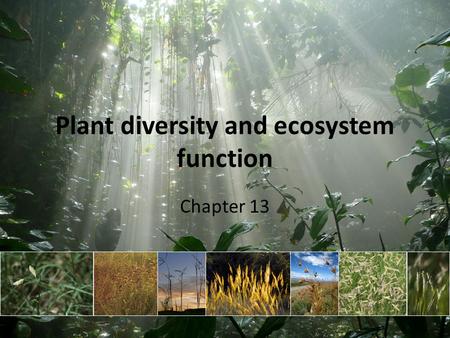 Plant diversity and ecosystem function Chapter 13.