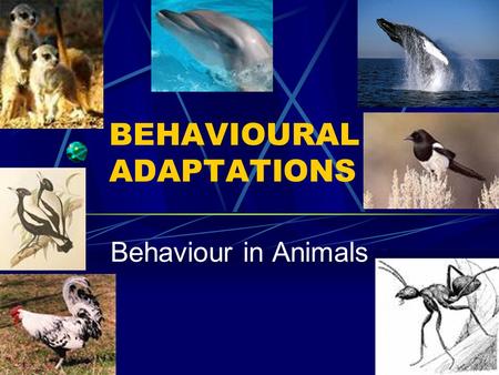 BEHAVIOURAL ADAPTATIONS