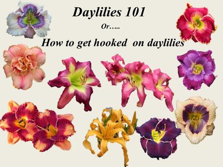 Daylilies 101 How to get hooked on daylilies Or…..