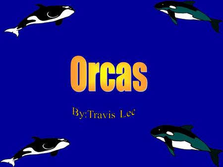 Physical Characteristics Orcas are marked with distinctive marks. Orcas have big white patch above and behind their eye. Orcas have a large dorsal fin.