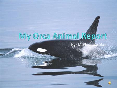 My Orca Animal Report By: Michael Kaplan.