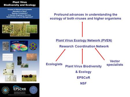 Plant Virus Ecology Network (PVEN) Research Coordination Network Profound advances in understanding the ecology of both viruses and higher organisms Plant.