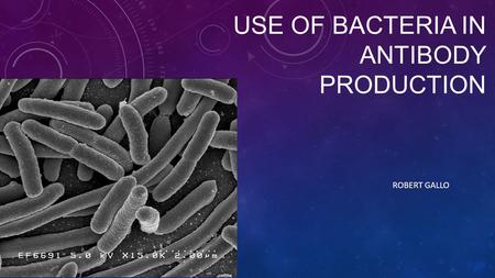 USE OF BACTERIA IN ANTIBODY PRODUCTION ROBERT GALLO.