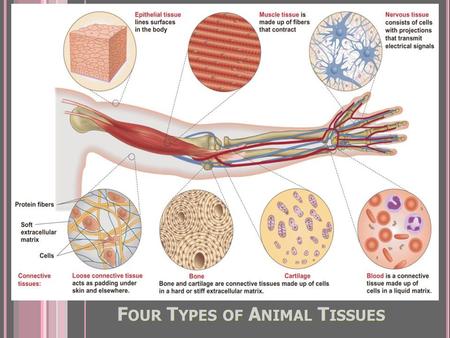 F OUR T YPES OF A NIMAL T ISSUES. E PITHELIAL T ISSUE (C OVERING ) Tightly-joined closely-packed cells One side of epithelium exposed to air or internal.