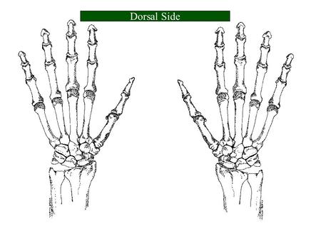 Dorsal Side. Name the Structure Trapezium Name the Structure.