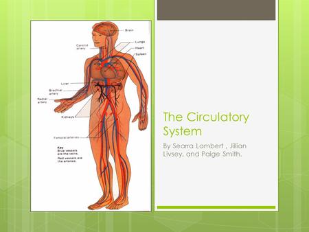 The Circulatory System By Searra Lambert, Jillian Livsey, and Paige Smith.