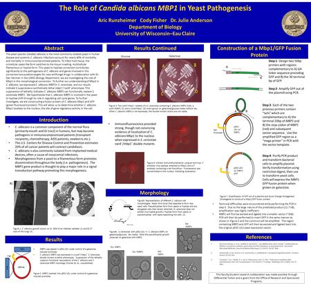 The Role of Candida albicans MBP1 in Yeast Pathogenesis Aric Runzheimer Cody Fisher Dr. Julie Anderson Department of Biology University of Wisconsin–Eau.