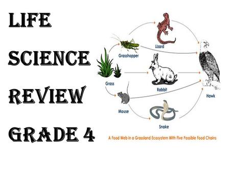 Life Science Review Grade 4. What is the role of a rabbit? A.Omnivore B.Herbivore C.Carnivore D.Decomposer.