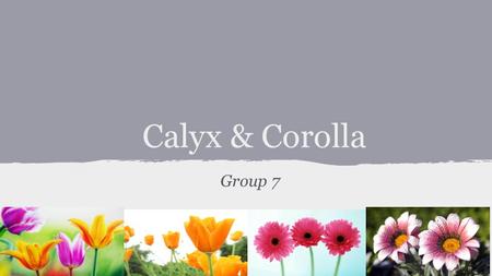 Calyx & Corolla Group 7. MARKET EVALUATION C & C needs to begin to see a steady profit margin Cut back on everything but catalog marketing (where most.