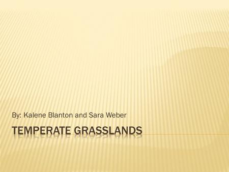 By: Kalene Blanton and Sara Weber.  An area, such as a prairie, where natural vegetation consists largely of long lasting grasses. There are 23 species.