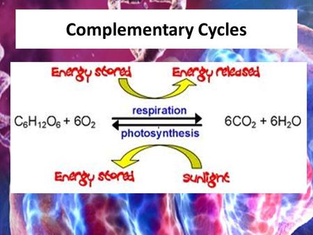 Complementary Cycles. Food Stores Chemical Energy Chemical Energy is a form of potential energy due to the arrangement of the atoms within the molecules.