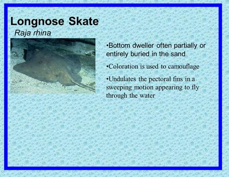 ) Longnose Skate Raja rhina  fish/images/species/longnoseskate_ live.jpg Bottom dweller often partially or entirely buried.