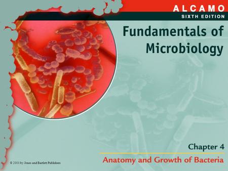 © 2001 by Jones and Bartlett Publishers. A. Anatomy of the Bacteria.