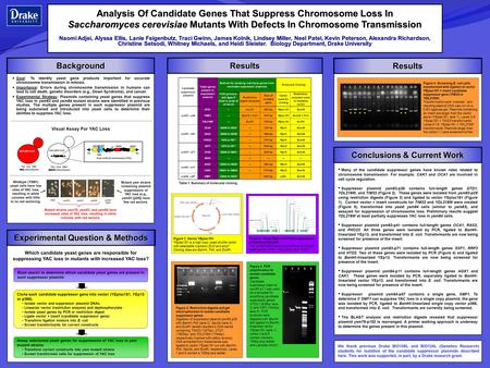 Goal: To identify yeast gene products important for accurate chromosome transmission in mitosis. Importance: Errors during chromosome transmission in humans.