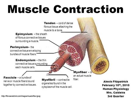 Muscle Contraction Tendon – cord of dense fibrous tissue attaching the muscle to a bone. Epimysium – the sheath of fibrous connective tissues surrounding.