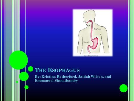 T HE E SOPHAGUS By: Kristina Retherford, Jaidah Wilson, and Emmanuel Sinnathamby.