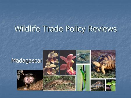 Wildlife Trade Policy Reviews Madagascar. Introduction Madagascar ratified the convention in 1975 Madagascar ratified the convention in 1975 Rich in biodiversity.