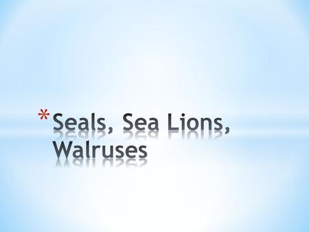 Seals, Sea Lions, Walruses