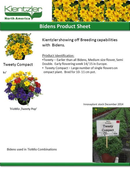 Bidens Product Sheet Kientzler showing off Breeding capabilities with Bidens. Product Identification: Tweety – Earlier than all Bidens, Medium size flower,